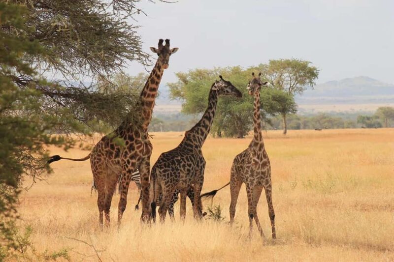 2-Days Mikumi National Park Luxury Safari from Zanzibar - How This Tour Compares and Why It’s Worth Considering