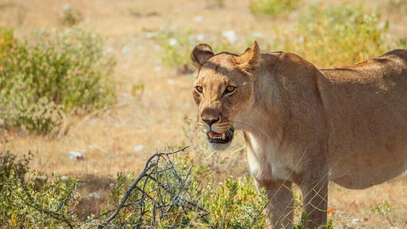 2-Days Mikumi National Park Luxury Safari from Zanzibar - Frequently Asked Questions