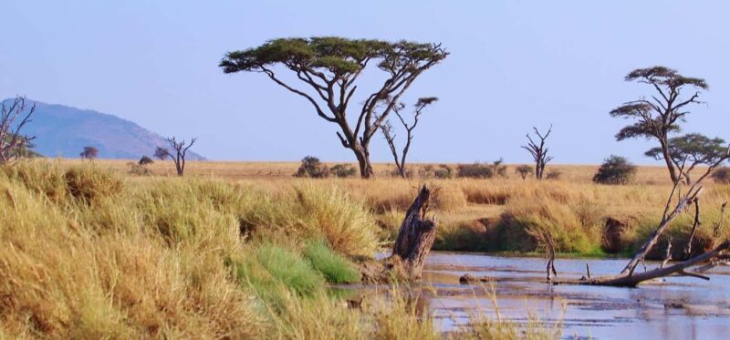2-Days Mikumi National Park Luxury Safari from Zanzibar - Final Thoughts