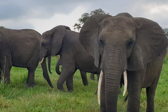 2 Days Mikumi National Park Safari From Dar es salaam or Zanzibar - FAQ