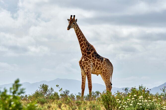 2 Days Mikumi Private Safari from Zanzibar with Accommodation - Key Points  
