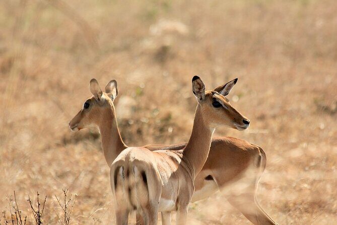 2 Days Mikumi Private Safari from Zanzibar with Accommodation - Exploring the Itinerary in Detail