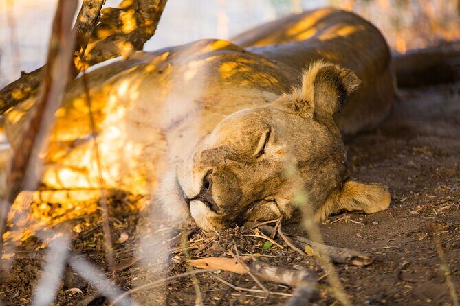 2 Days Mikumi Private Safari from Zanzibar with Accommodation - Frequently Asked Questions