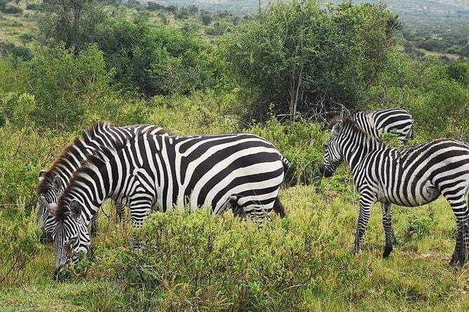 2 Days - Mikumi safari depart from Zanzibar or Dar es salaam - 2 Days - Mikumi Safari Depart from Zanzibar or Dar es Salaam: A Comprehensive Review