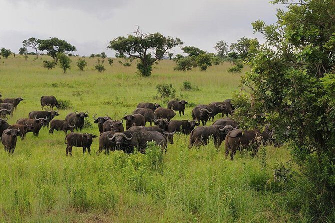 2 Days - Mikumi safari depart from Zanzibar or Dar es salaam - What Makes This Tour Stand Out