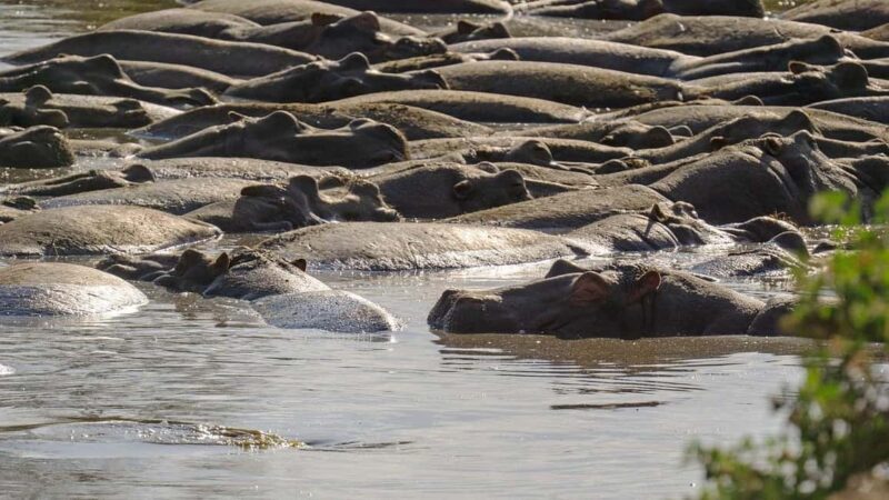 2 Days Mikumi With Night Game Drive by Open Jeep: morogoro - Key Points