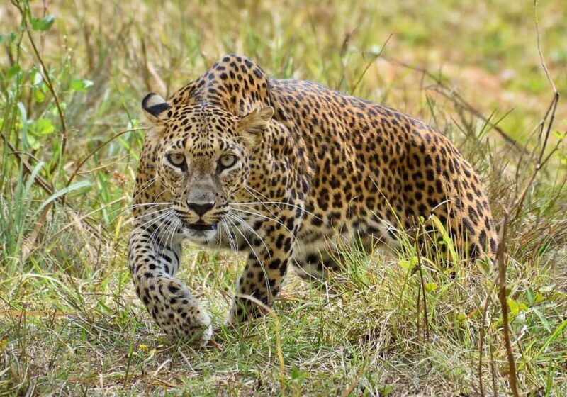 2 Days Mikumi With Night Game Drive by Open Jeep: morogoro - Practical Tips for Travelers
