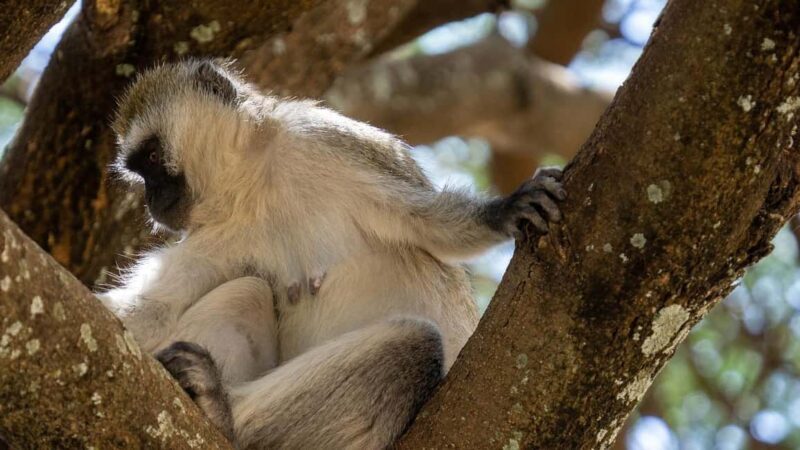 2 Days Mikumi With Night Game Drive by Open Jeep: morogoro - Final Words