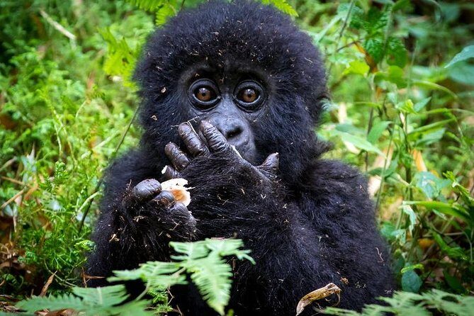 2 Days Mountain Gorilla Safari Rwanda - Key Points