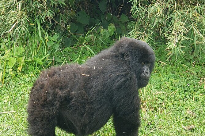 2 Days Mountain Gorilla Safari Rwanda - Who Is This Tour Best For?