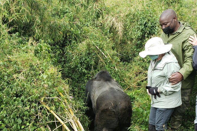 2 Days Mountain Gorilla Safari Rwanda - Final Thoughts