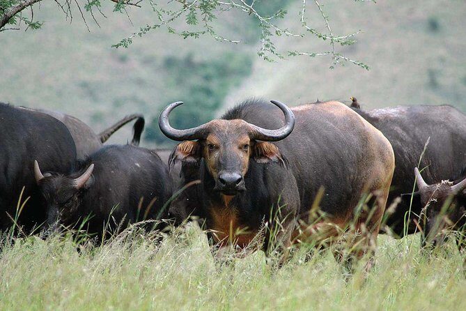 2 Days Mountain Gorilla Safari Rwanda - FAQs