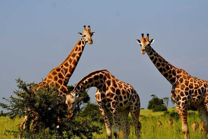 2 Days Murchison Falls Park Vacation - What the Reviews Say