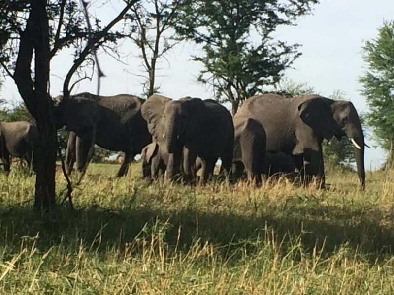 2-Days, Ngorongoro crater and Tarangire Safari. - The Sum Up