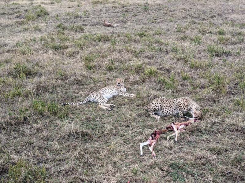 2-Days, Ngorongoro crater and Tarangire Safari. - FAQ