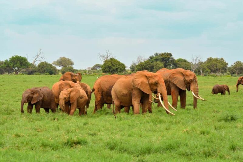 2 Days Ngutuni Sanctuary, Tsavo East Private Safari - Key Points