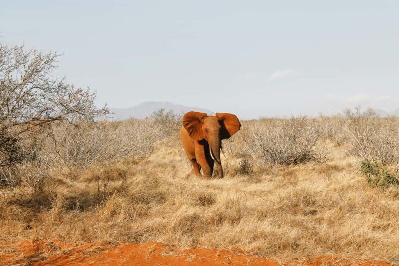 2 Days Ngutuni Sanctuary, Tsavo East Private Safari - Final Thoughts