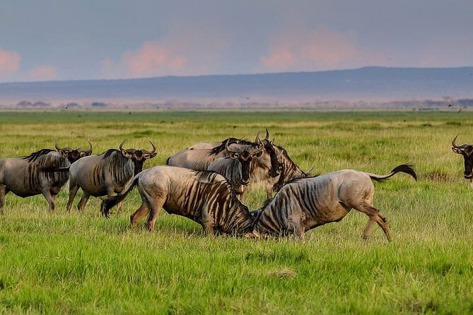2 Days Northern Circuit Safari (lake Manyara & Ngorongoro) - A Closer Look at the 2-Day Northern Circuit Safari