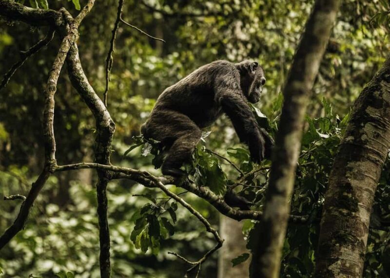 2 Days Nyungwe National Park Tours -Chimp-Canopy-Waterfall - 2 Days Nyungwe National Park Tours -Chimp-Canopy-Waterfall: An In-Depth Look