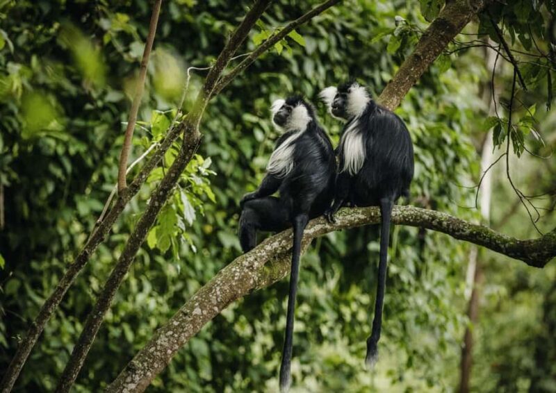 2 Days Nyungwe National Park Tours -Chimp-Canopy-Waterfall - FAQs