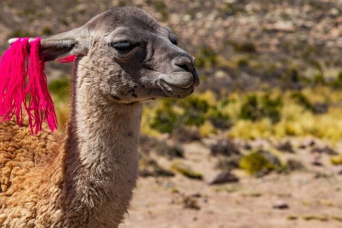 2-days-of-natural-experience-in-the-colca-canyon