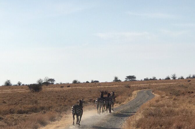 2 Days One Night Private Tour in Tarangire National Park - Day 1: Journey to Tarangire and First Game Drive