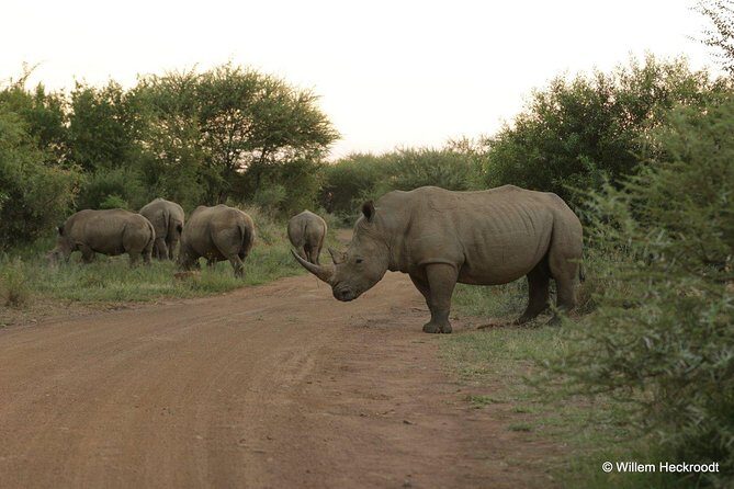 2-Days Pilanesberg best chance to view "Big 5" with private extended safari - Key Points
