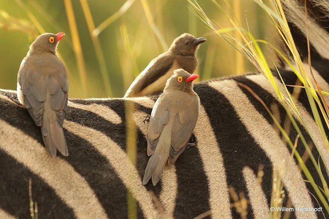 2-Days Pilanesberg best chance to view "Big 5" with private extended safari - An In-Depth Look at the Pilanesberg 2-Day Safari