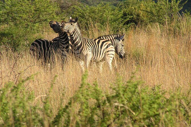 2-Days Pilanesberg best chance to view "Big 5" with private extended safari - Final Thoughts