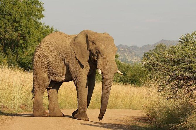 2-Days Pilanesberg best chance to view "Big 5" with private extended safari - FAQs