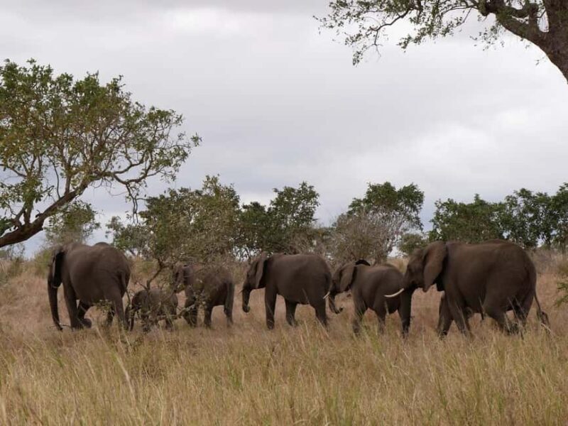 2 days Pilanesberg national park luxury safari - Key Points
