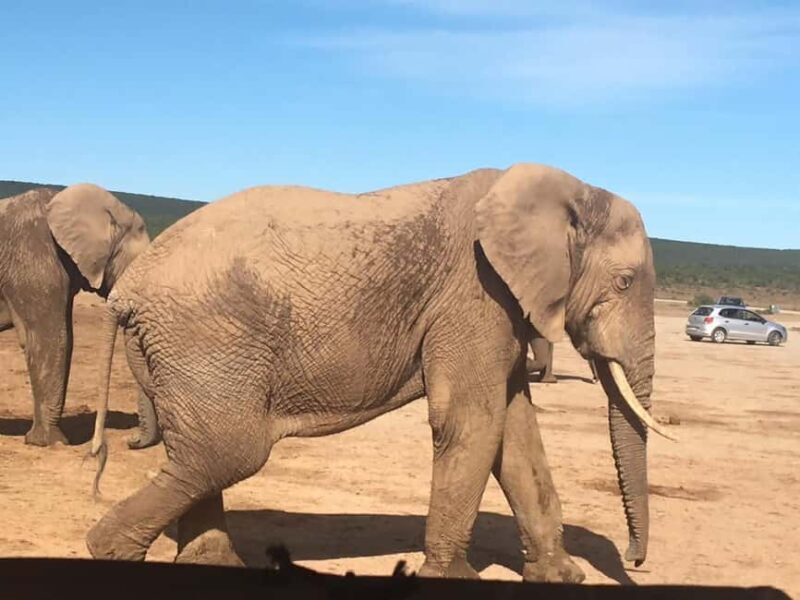 2 days Pilanesberg national park luxury safari - What to Expect from the Itinerary