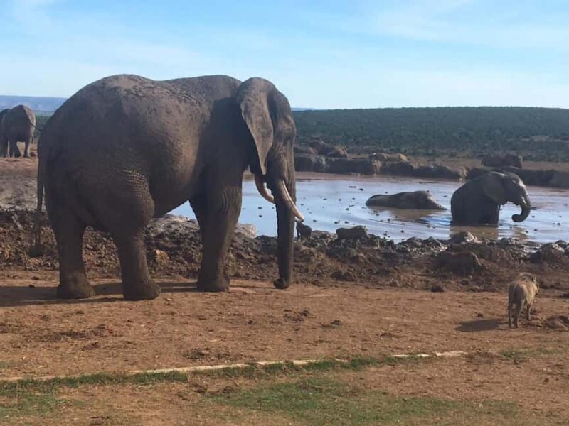 2 days Pilanesberg national park luxury safari - The Sum Up: Is This Safari Right for You?