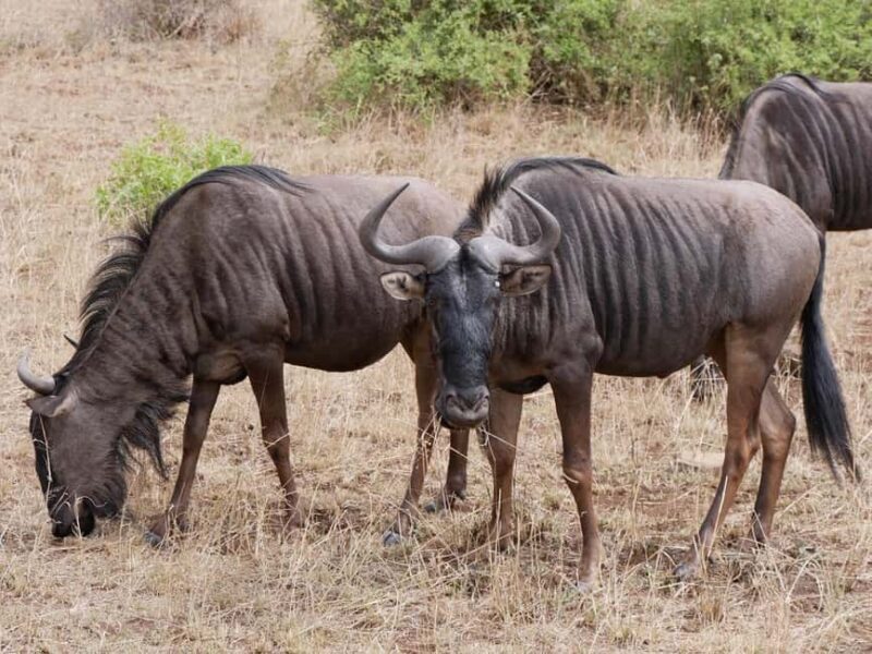 2 days Pilanesberg national park luxury safari - FAQ