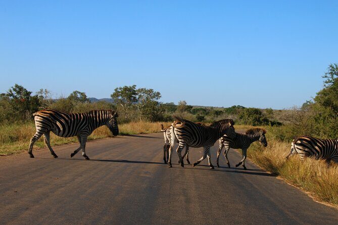 2 Days Pilanesberg National Park Luxury Safari - An In-Depth Look at the Itinerary