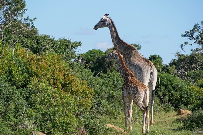 2 Days Pilanesberg National Park Luxury Safari - Authentic Experiences & Insider Insights
