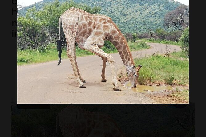 2 Days Pilanesberg Safari 4 star lodge - Is This Tour Worth the Price?