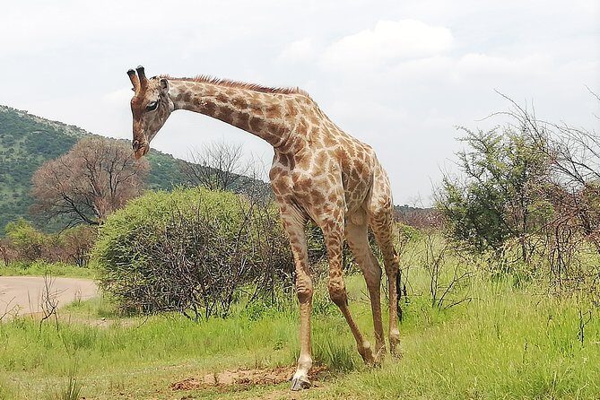 2 Days Pilanesberg Safari 4 star lodge - Final Thoughts: Is It a Good Choice?