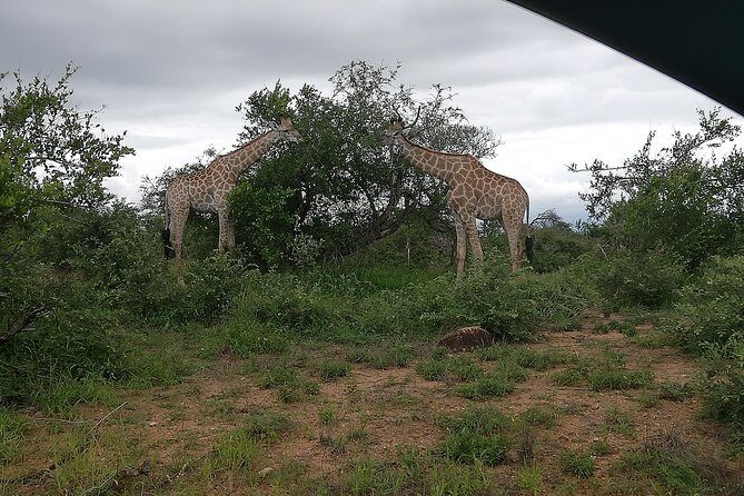 2 Days Pilanesberg Safari 4 star lodge - FAQ