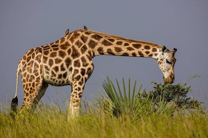 2 Days Popular Safari to Lake Mburo National Park - FAQs About the 2-Day Lake Mburo Safari  