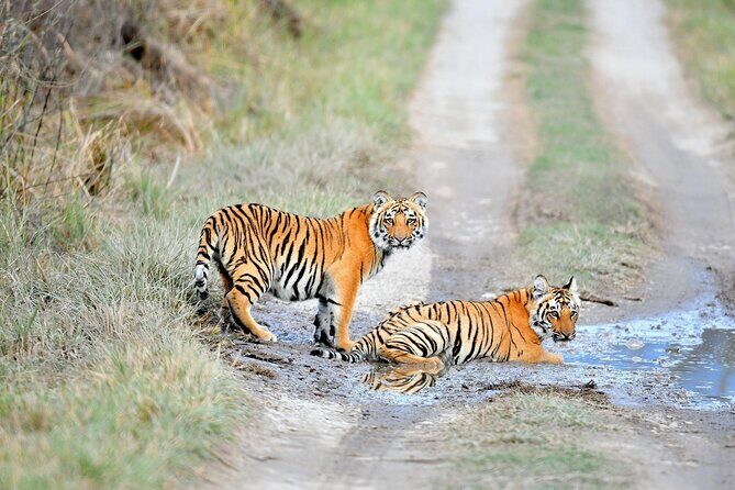 2 Days Private Jaipur & Ranthambore Tour (All Inclusive) - Key Points