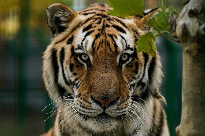 2 Days Private Jaipur & Ranthambore Tour (All Inclusive) - Final Thoughts: Who Is This Tour Perfect For?