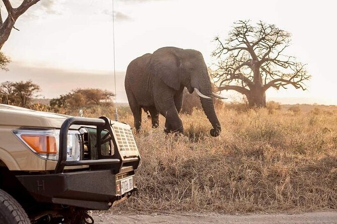 2 Days Private Midrange Safari from and back to Zanzibar - Final Thoughts: Is This Safari Right for You?