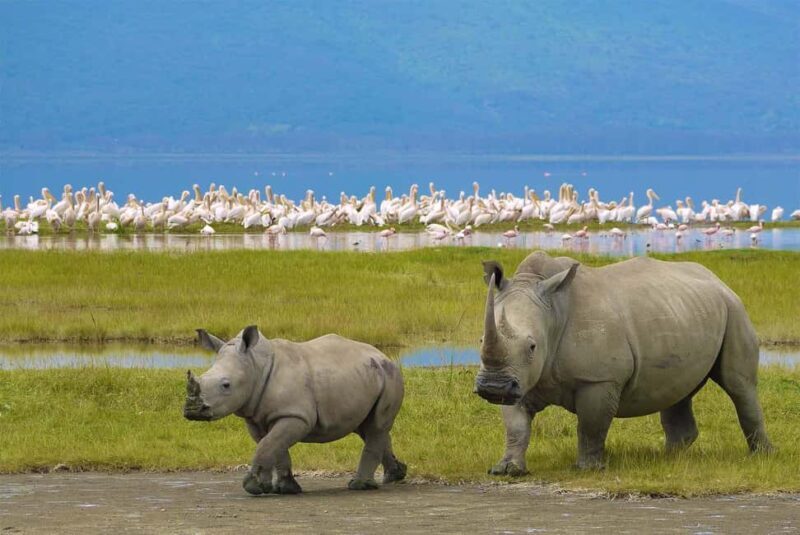 2 Days Private Midrange Safari from Dar Es Salaam - FAQ