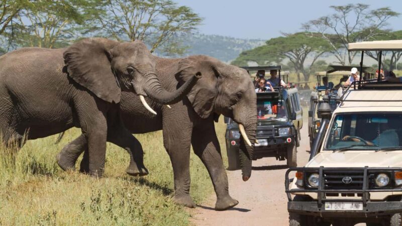 2 Days Private Midrange Safari from Nairobi - Key Points