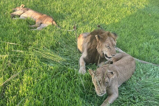2 days private safari to Mikumi N park from Zanzibar or Dsm - Key Points