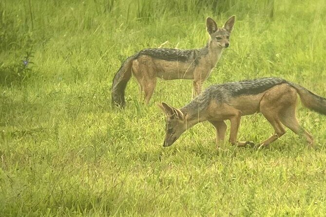 2 days private safari to Mikumi N park from Zanzibar or Dsm - Day Two: Early Morning Game Drives and Return