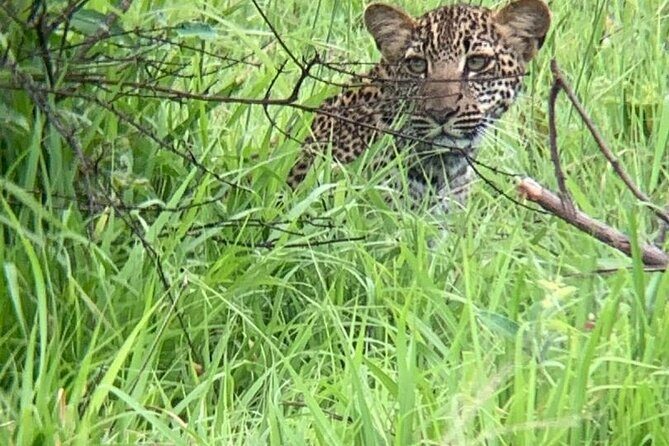 2 days private safari to Mikumi N park from Zanzibar or Dsm - Why This Safari Delivers Great Value