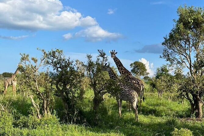 2 days private safari to Mikumi N park from Zanzibar or Dsm - Who Is This Tour Best For?