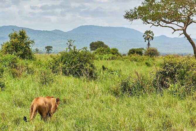 2 Days Private Safari Tour of Mikumi - Key Points